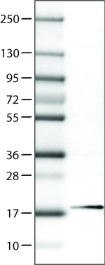 RBM3 Antibody in Western Blot (WB)