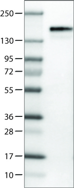 Anillin Antibody in Western Blot (WB)