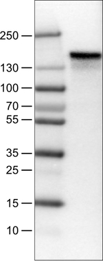 Anillin Antibody in Western Blot (WB)