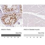 Anillin Antibody