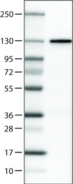 CTCF Antibody in Western Blot (WB)