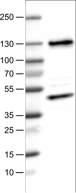 CTCF Antibody in Western Blot (WB)