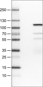 SATB2 Antibody in Western Blot (WB)