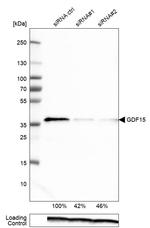 GDF15 Antibody