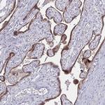 GDF15 Antibody in Immunohistochemistry (Paraffin) (IHC (P))