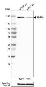 PBRM1 Antibody