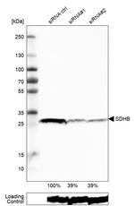 SDHB Antibody