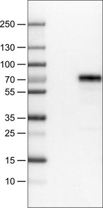 MEF2C Antibody in Western Blot (WB)