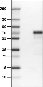 MEF2C Antibody in Western Blot (WB)