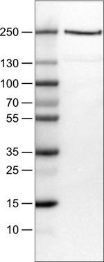 Dicer Antibody in Western Blot (WB)