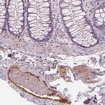 Apolipoprotein A4 Antibody in Immunohistochemistry (Paraffin) (IHC (P))
