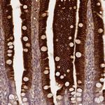 Apolipoprotein A4 Antibody in Immunohistochemistry (Paraffin) (IHC (P))