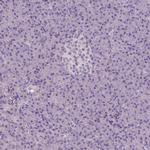 Apolipoprotein A4 Antibody in Immunohistochemistry (Paraffin) (IHC (P))