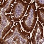 Apolipoprotein A4 Antibody in Immunohistochemistry (Paraffin) (IHC (P))