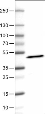 Apolipoprotein A4 Antibody in Western Blot (WB)
