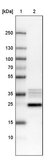 NIFK Antibody in Western Blot (WB)