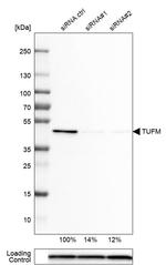TUFM Antibody