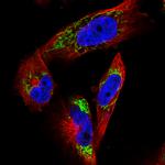 TUFM Antibody in Immunocytochemistry (ICC/IF)