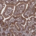 TUFM Antibody in Immunohistochemistry (Paraffin) (IHC (P))