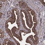 TUFM Antibody in Immunohistochemistry (Paraffin) (IHC (P))