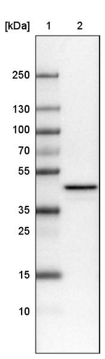 TUFM Antibody in Western Blot (WB)