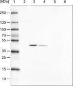 TUFM Antibody in Western Blot (WB)