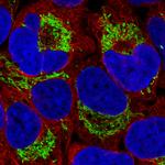 TUFM Antibody in Immunocytochemistry (ICC/IF)