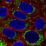TUFM Antibody in Immunocytochemistry (ICC/IF)