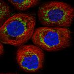 TUFM Monoclonal Antibody (CL2243)
