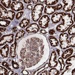 TUFM Antibody in Immunohistochemistry (Paraffin) (IHC (P))