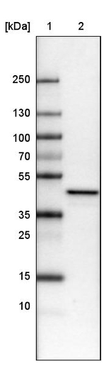 TUFM Antibody in Western Blot (WB)