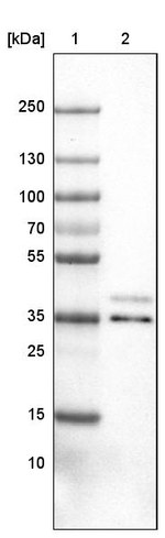 VPS26A Antibody in Western Blot (WB)