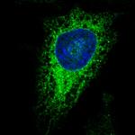 ERp57 Antibody in Immunocytochemistry (ICC/IF)
