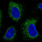 ERp57 Antibody in Immunocytochemistry (ICC/IF)