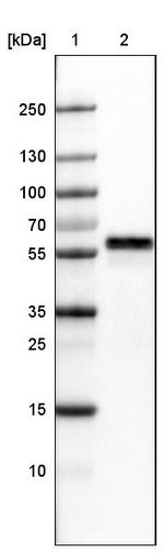 ERp57 Antibody in Western Blot (WB)