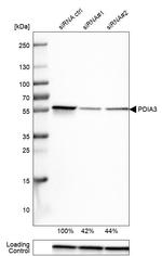ERp57 Antibody