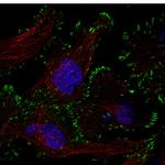 Zyxin Antibody in Immunocytochemistry (ICC/IF)