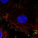 Zyxin Antibody in Immunocytochemistry (ICC/IF)