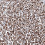 PMP70 Antibody in Immunohistochemistry (Paraffin) (IHC (P))