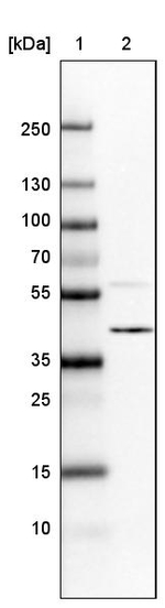 hnRNP C Antibody in Western Blot (WB)