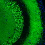 VGLUT1 Antibody in Immunohistochemistry (Paraffin) (IHC (P))