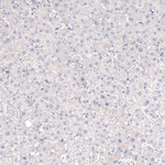CNPase Antibody in Immunohistochemistry (Paraffin) (IHC (P))