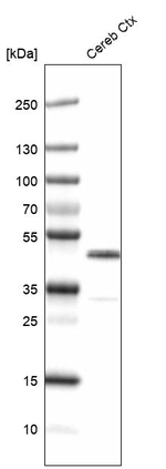 CNPase Antibody in Western Blot (WB)