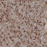 CNPase Antibody in Immunohistochemistry (Paraffin) (IHC (P))