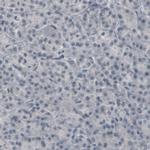 CNPase Antibody in Immunohistochemistry (Paraffin) (IHC (P))