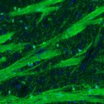 CNPase Antibody in Immunohistochemistry (Paraffin) (IHC (P))