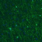 CNPase Antibody in Immunohistochemistry (Paraffin) (IHC (P))