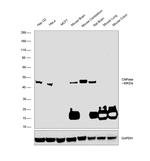 CNPase Antibody in Western Blot (WB)