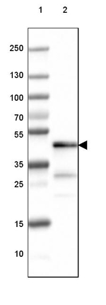 CNPase Antibody in Western Blot (WB)