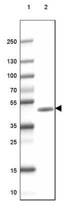 CNPase Antibody in Western Blot (WB)